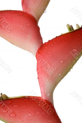 Tropical flower