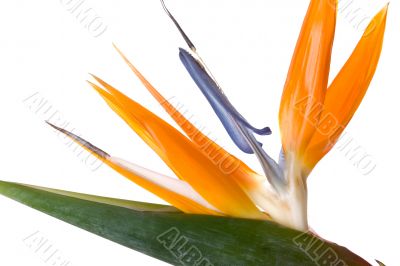 Exotic flower