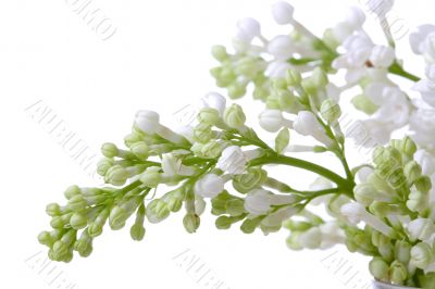 White blossom
