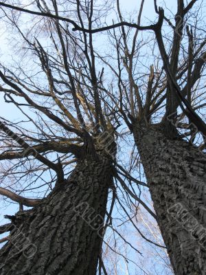 Two trees in winter park