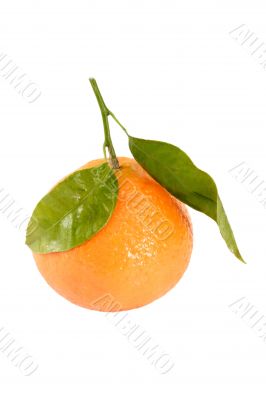 Tangerine
