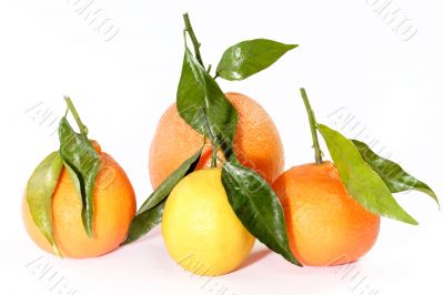 Citrus fruit collection