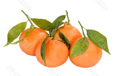 Tangerine fruit collection