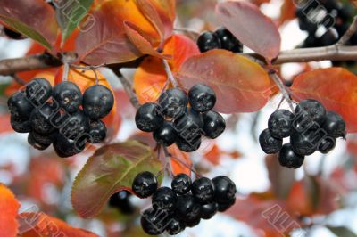Black Ashberry In Autumn Season