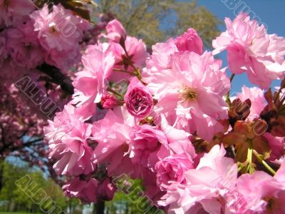 Cherry tree branch in spring bloom