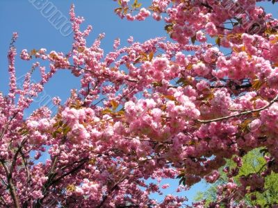 Cherry tree branch in spring bloom