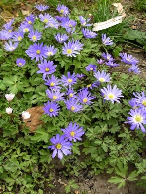 First spring flowers as a background