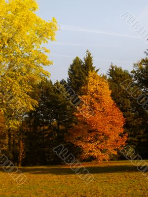 autumnal park