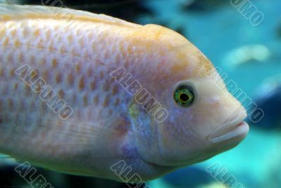 Fish Swimming
