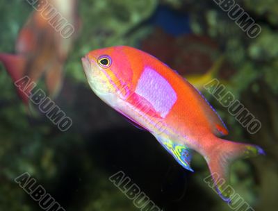 Fish Swimming