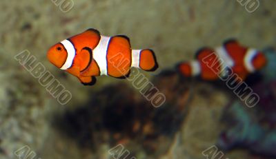 Fish Swimming
