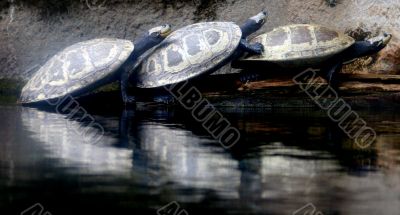 3 Tortoises