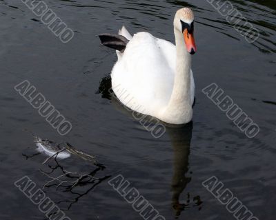 Swan And A Feather