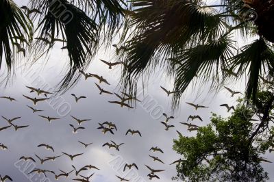 Flying Birds