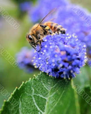 How To Get A Buzz