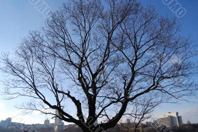 Winter bare pompous tree`s branches