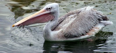 Pelican