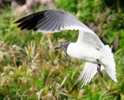 Bird Flying