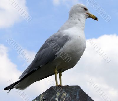 Seagull