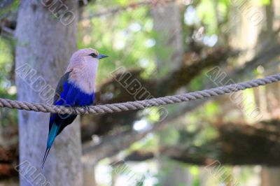 Bird on Rope