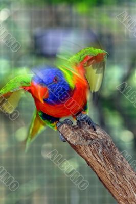 Bird ready to fly