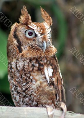 Owl on Branch