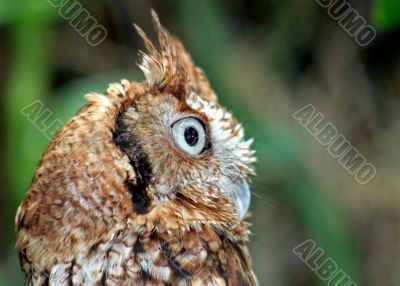 Owl looking