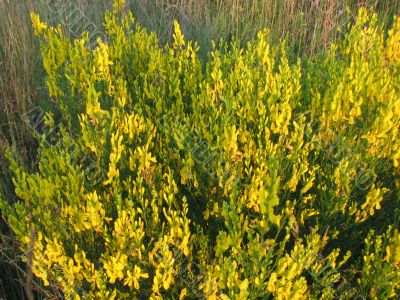 Yellow bush-plant