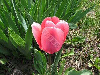 Rose tulip