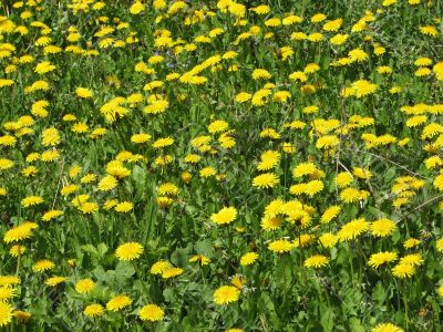 Field Of Dandelions