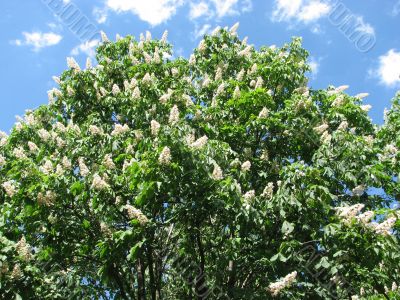 Blossoming chestnut tree