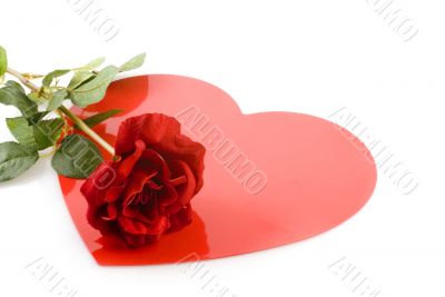 red rose with love
