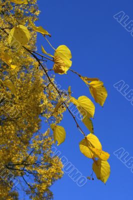 Blue sky with golden tree
