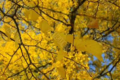 Golden branch with leaves