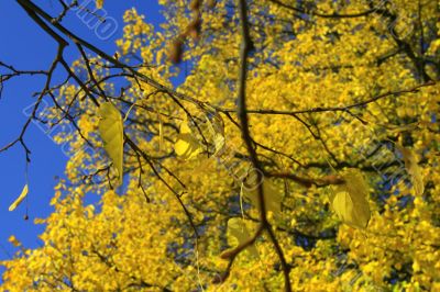 Golden leaves