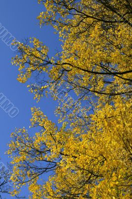 Tenderness of golden leaves