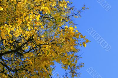 Golden branches