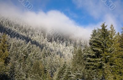 winter forest