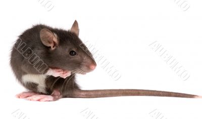 rat