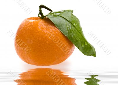 tangerine