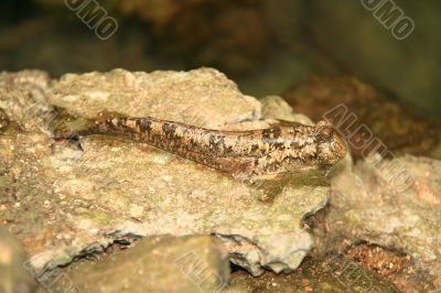 mudskipper