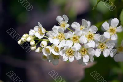 Branch of a bird cherry