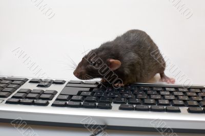Black computer rat