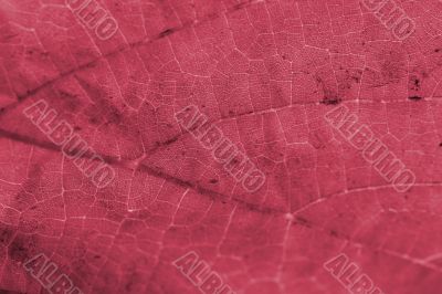 Beautiful background leave