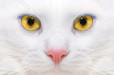 White cat: macro