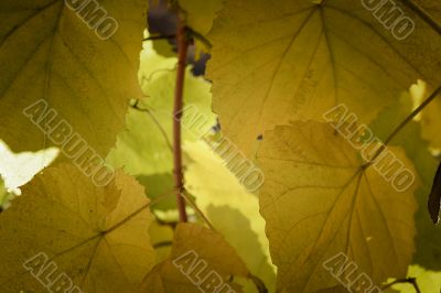 Beautiful background leave