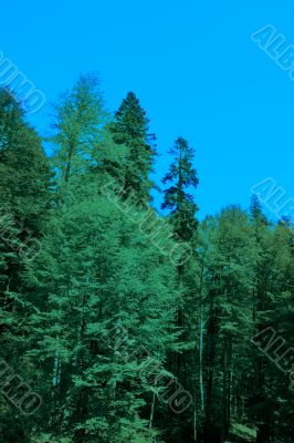 Green forest