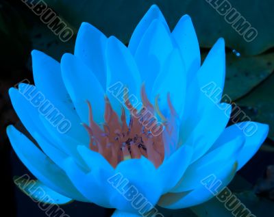 Water lily