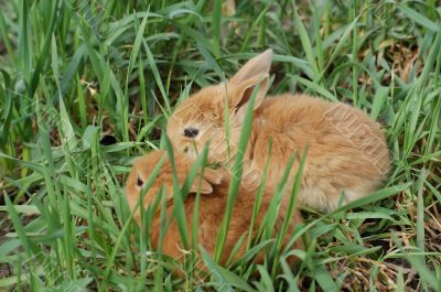 two small rabbits on the grass