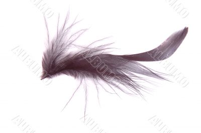  black fluffy feather